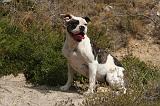 BOULEDOGUE AMERICAIN 407